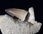 Mosasaurus beaugei ARAMBOURG 1952 & Knochenrest non det. - Bild © FossNet FossilienStore